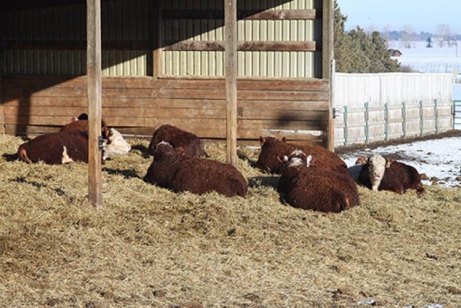 Bulls lying down on hay outdoors.