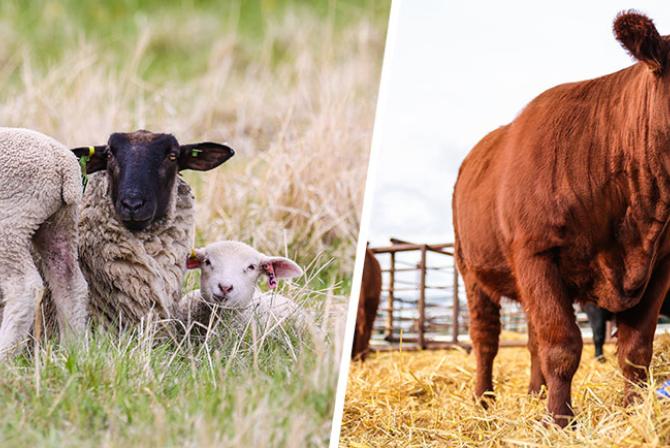 Two images of sheep and beef.
