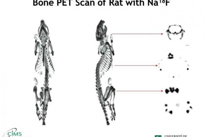 Bone PET Scan of Rat with NA18F