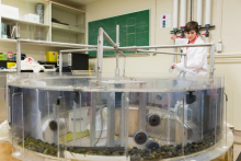 A researcher working with an aquaculture research tank