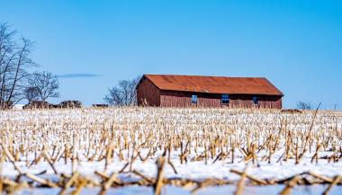 A farmer's field with corn stalks and snow