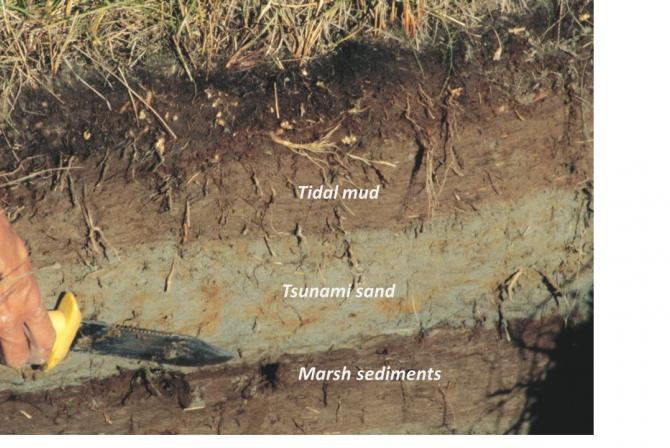 Layers of exposed tidal mud, tsunami sand and marsh sediments