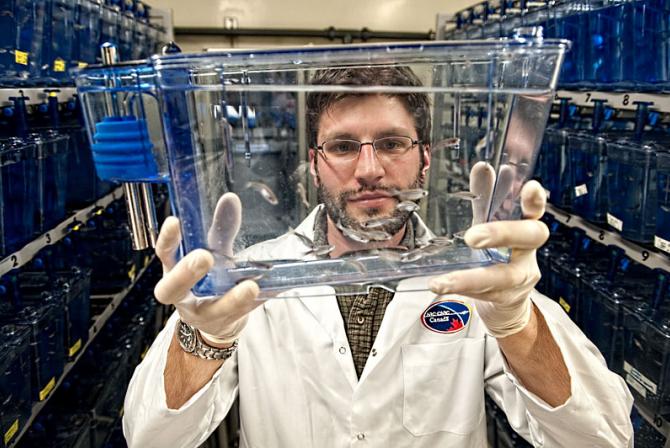 A researcher holds an aquarium containing zebrafish