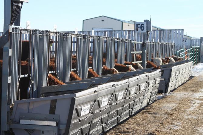 Cattle feed in a row of individual stalls.