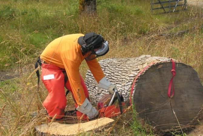 Person cuts a tree trunk with a chainsaw