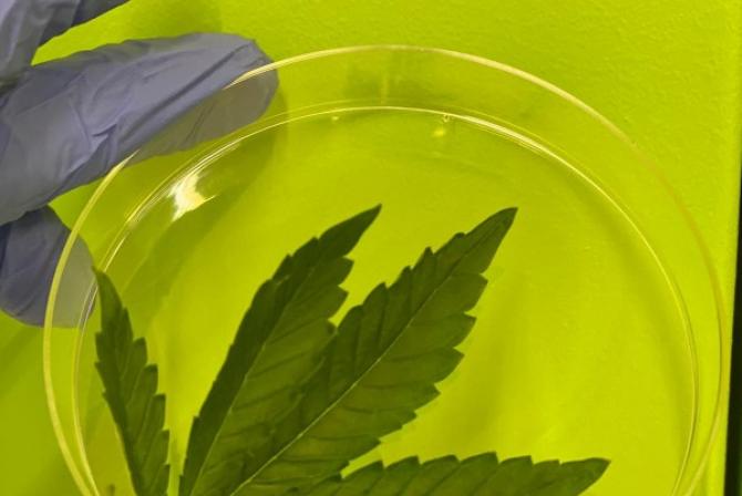 Cannabis leaf in a petri dish