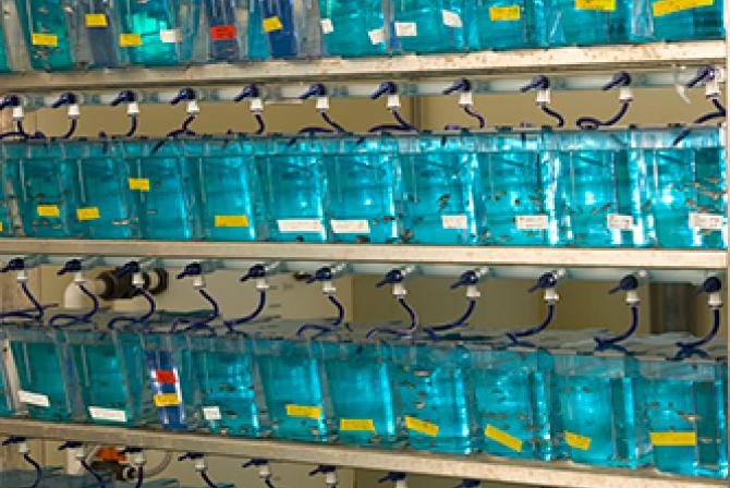 Stacked rows of small aquariums containing zebrafish