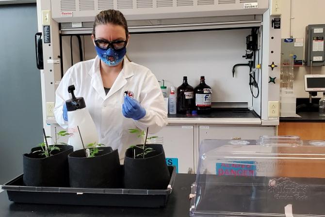 Masked researcher examines potted plants in a lab