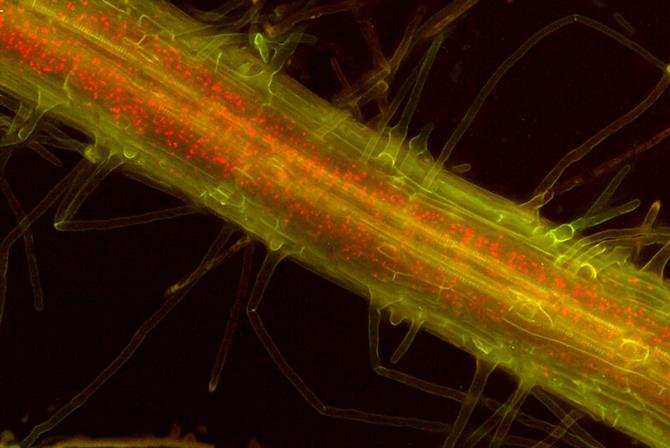 Image of an Arabidopsis root produced by an epifluorescent microscope.