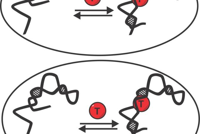 Schémas des interactions entre biomolécules et ligands, d'abord en solution, puis lorsqu'ils sont attachés à une surface.