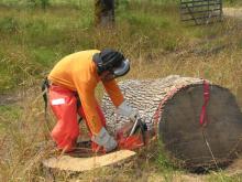 Une personne coupe un tronc d'arbre avec une scie à chaîne