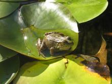 Green frog on a large leaf
