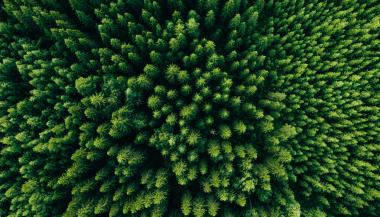Vue aérienne d'une forêt d'épicéas et de pins verts en été.